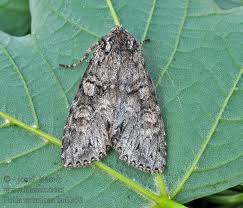 Attēlu rezultāti vaicājumam “Polia nebulosa”