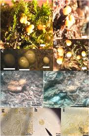 Attēlu rezultāti vaicājumam “Dianema nivale spores”