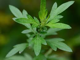 Image result for Artemisia vulgaris
