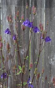 Attēlu rezultāti vaicājumam “Aquilegia vulgaris bud”