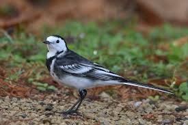 Attēlu rezultāti vaicājumam “Motacilla alba adult”