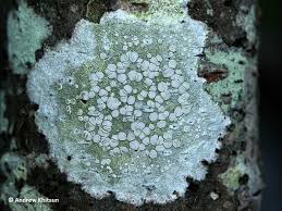 Attēlu rezultāti vaicājumam “Lecanora albella”