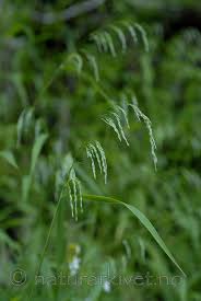 Attēlu rezultāti vaicājumam “Cinna latifolia”