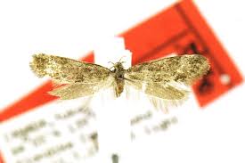 Attēlu rezultāti vaicājumam “Denisia similella”