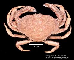 Image result for Cancer irroratus