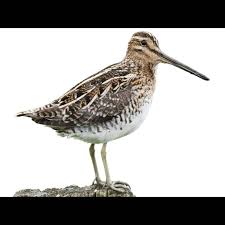 Image result for Gallinago gallinago