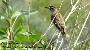 Attēlu rezultāti vaicājumam “Acrocephalus schoenobaenus”