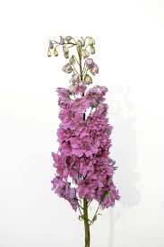 Attēlu rezultāti vaicājumam “Delphinium elatum  fruit”