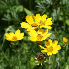 Image result for Coreopsis