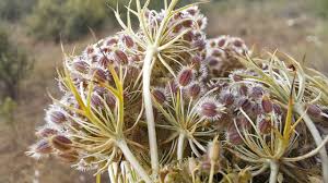 Attēlu rezultāti vaicājumam “Daucus carota subsp. carota fruit”