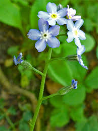 Attēlu rezultāti vaicājumam “Myosotis laxa subsp. baltica flower”