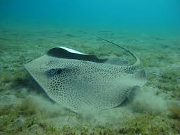 Image result for Himantura uarnak