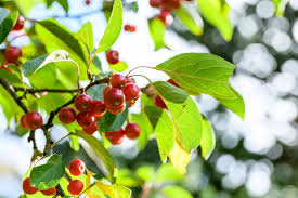 Attēlu rezultāti vaicājumam “Malus mandshurica”