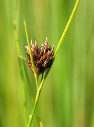 Attēlu rezultāti vaicājumam “Rhynchospora fusca”