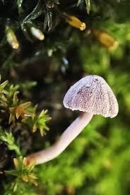 Attēlu rezultāti vaicājumam “Mycena pseudocorticola”