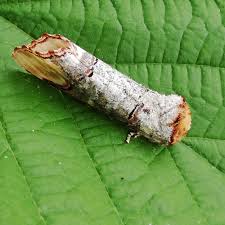 Attēlu rezultāti vaicājumam “Phalera bucephala imago”