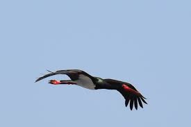 Attēlu rezultāti vaicājumam “Ciconia nigra”