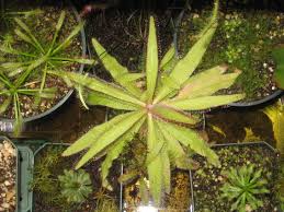 Image result for Drosera