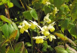 Attēlu rezultāti vaicājumam “Epimedium alpinum  flower”