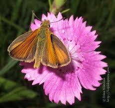 Attēlu rezultāti vaicājumam “Thymelicus lineola”