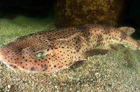 Image result for Scyliorhinus stellaris