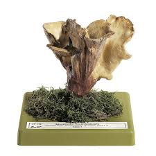 Attēlu rezultāti vaicājumam “Gomphus clavatus”