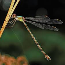 Attēlu rezultāti vaicājumam “Chalcolestes viridis”