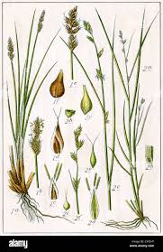 Attēlu rezultāti vaicājumam “Carex remota fruit”