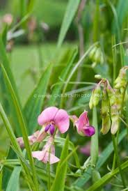 Attēlu rezultāti vaicājumam “Lathyrus sylvestris flower”