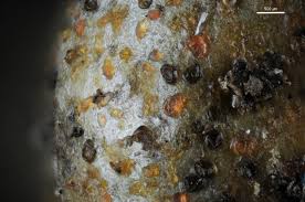 Attēlu rezultāti vaicājumam “Lycogala cf. fossiculatum young”