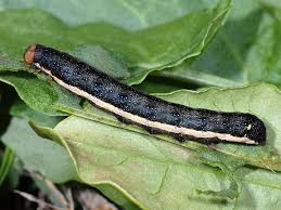 Attēlu rezultāti vaicājumam “Trachea atriplicis”