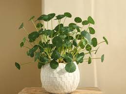 Attēlu rezultāti vaicājumam “Hydrocotyle vulgaris flower”