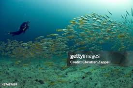 Image result for Ocyurus chrysurus