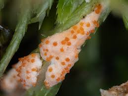 Attēlu rezultāti vaicājumam “Hypomyces armeniacus”