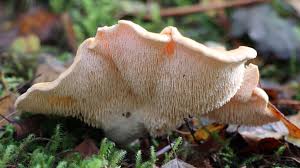 Attēlu rezultāti vaicājumam “Hydnum repandum”