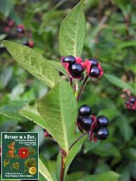 Attēlu rezultāti vaicājumam “Caprifoliaceae”