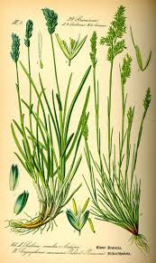 Attēlu rezultāti vaicājumam “Corynephorus canescens fruit”