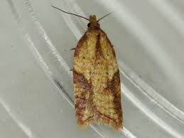 Attēlu rezultāti vaicājumam “Acleris aspersana”