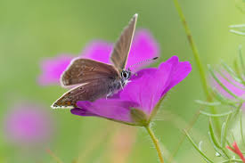 Attēlu rezultāti vaicājumam “Eumedonia eumedon underside”