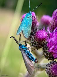 Attēlu rezultāti vaicājumam “Adscita statices”