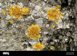 Attēlu rezultāti vaicājumam “Xanthoriicola physciae”