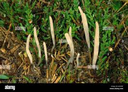 Attēlu rezultāti vaicājumam “Clavaria sphagnicola”