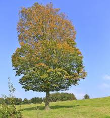 Attēlu rezultāti vaicājumam “Carpinus betulus”