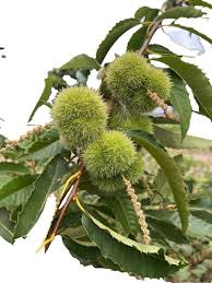 Attēlu rezultāti vaicājumam “Castanea sativa  fruit”