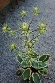 Attēlu rezultāti vaicājumam “Eryngium planum leaf”
