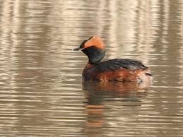 Image result for Podiceps auritus