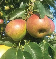 Attēlu rezultāti vaicājumam “Pyrus”