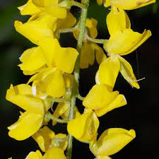 Attēlu rezultāti vaicājumam “Laburnum alpinum flower”
