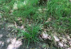 Attēlu rezultāti vaicājumam “Carex sylvatica”