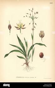 Attēlu rezultāti vaicājumam “Luzula pilosa flower”